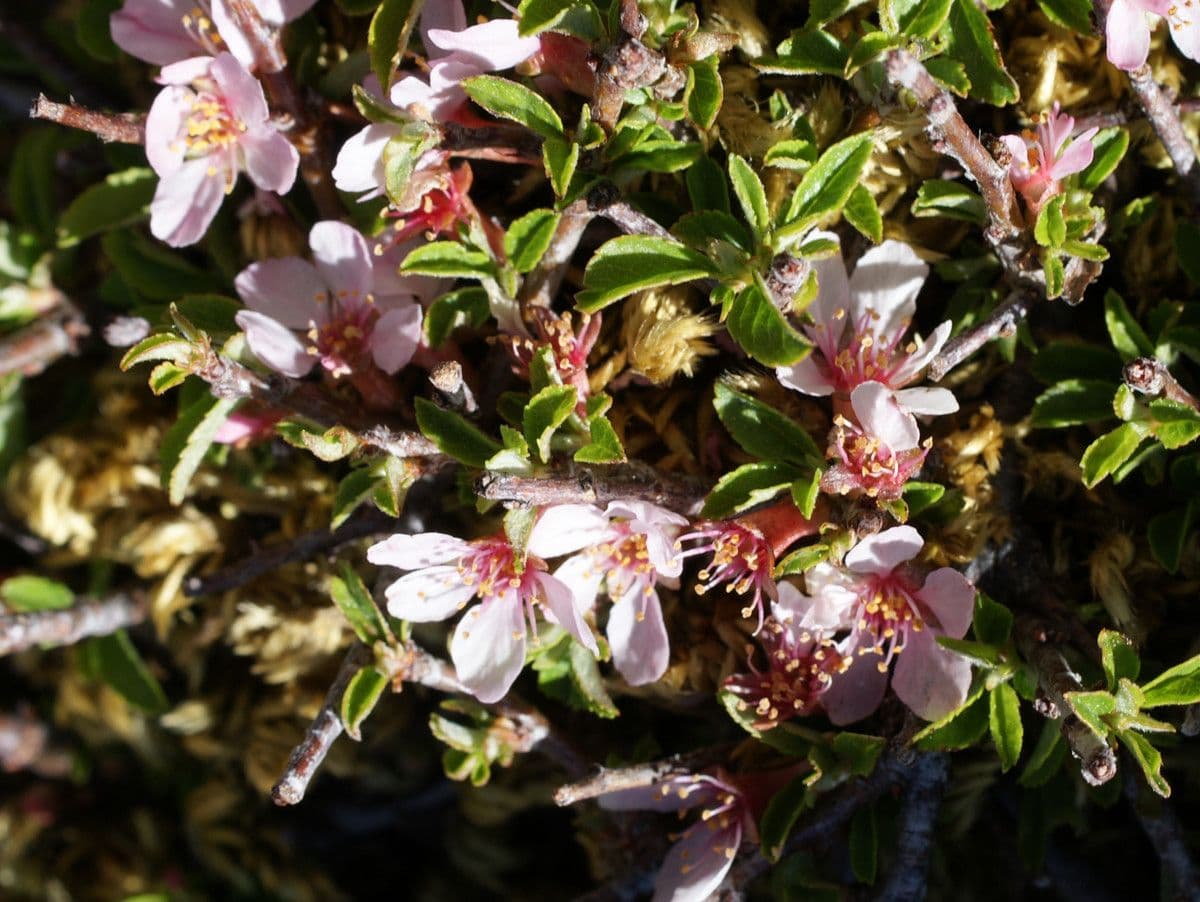 Cerisier 15