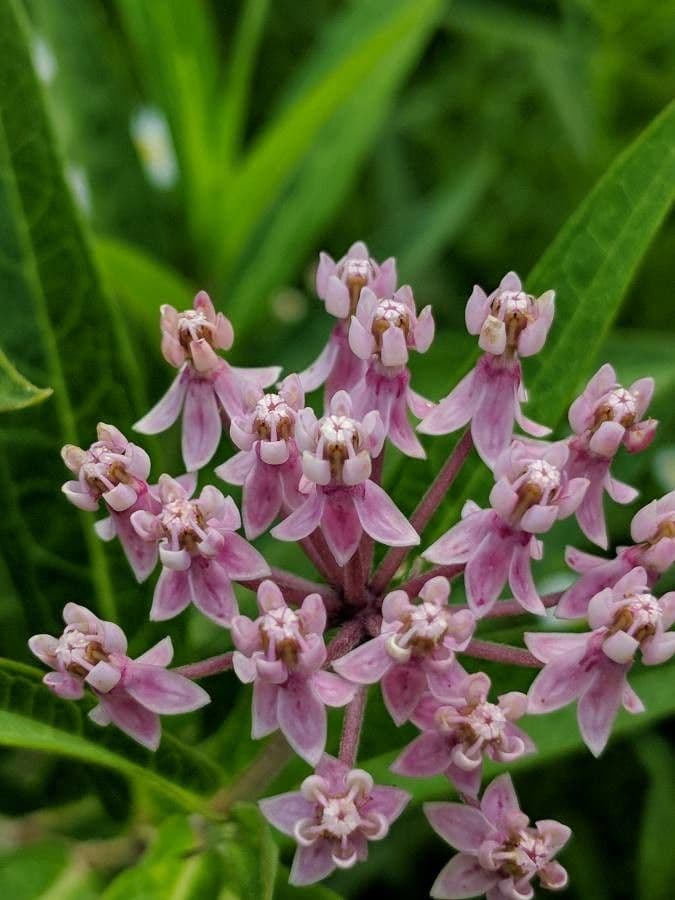 Asclepiade incarnata 10