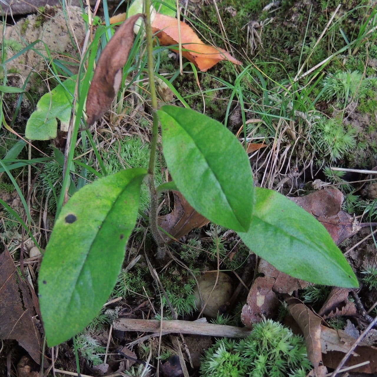 Hieracium scabro 7