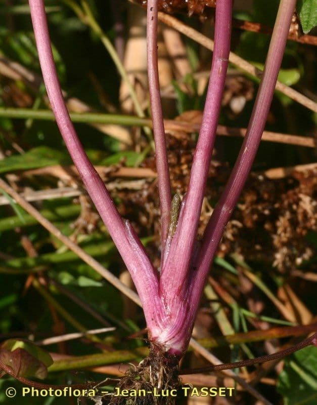 Berula 23