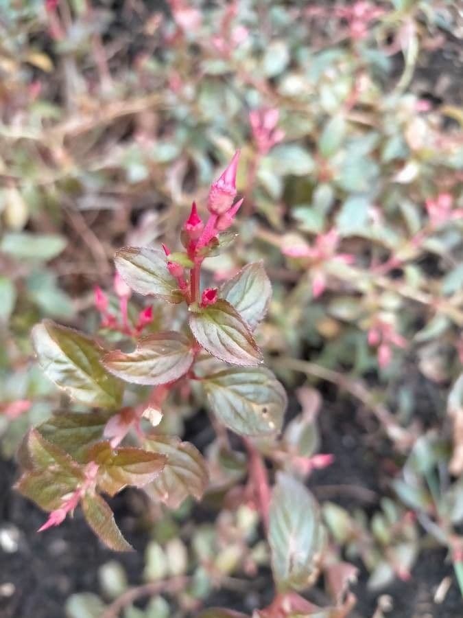Centradenia 4
