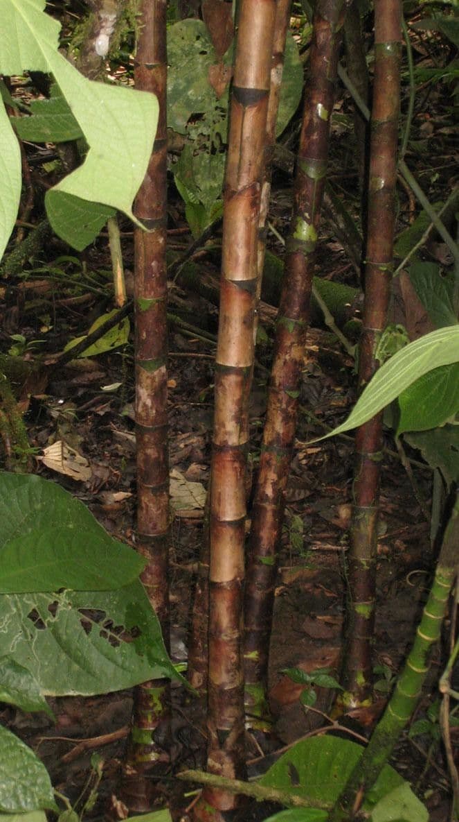 Costus 17
