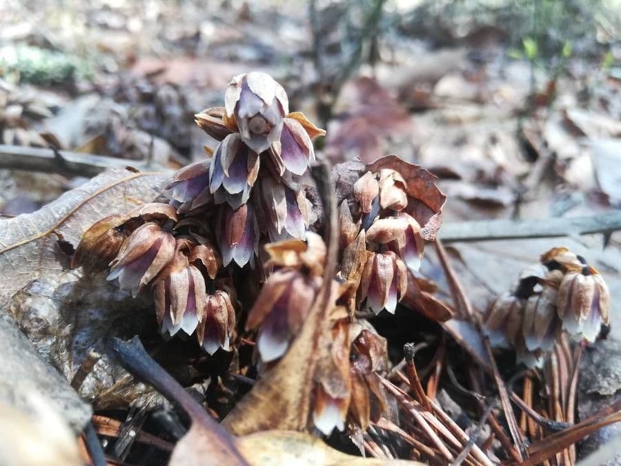 Monotropsis odorata 2