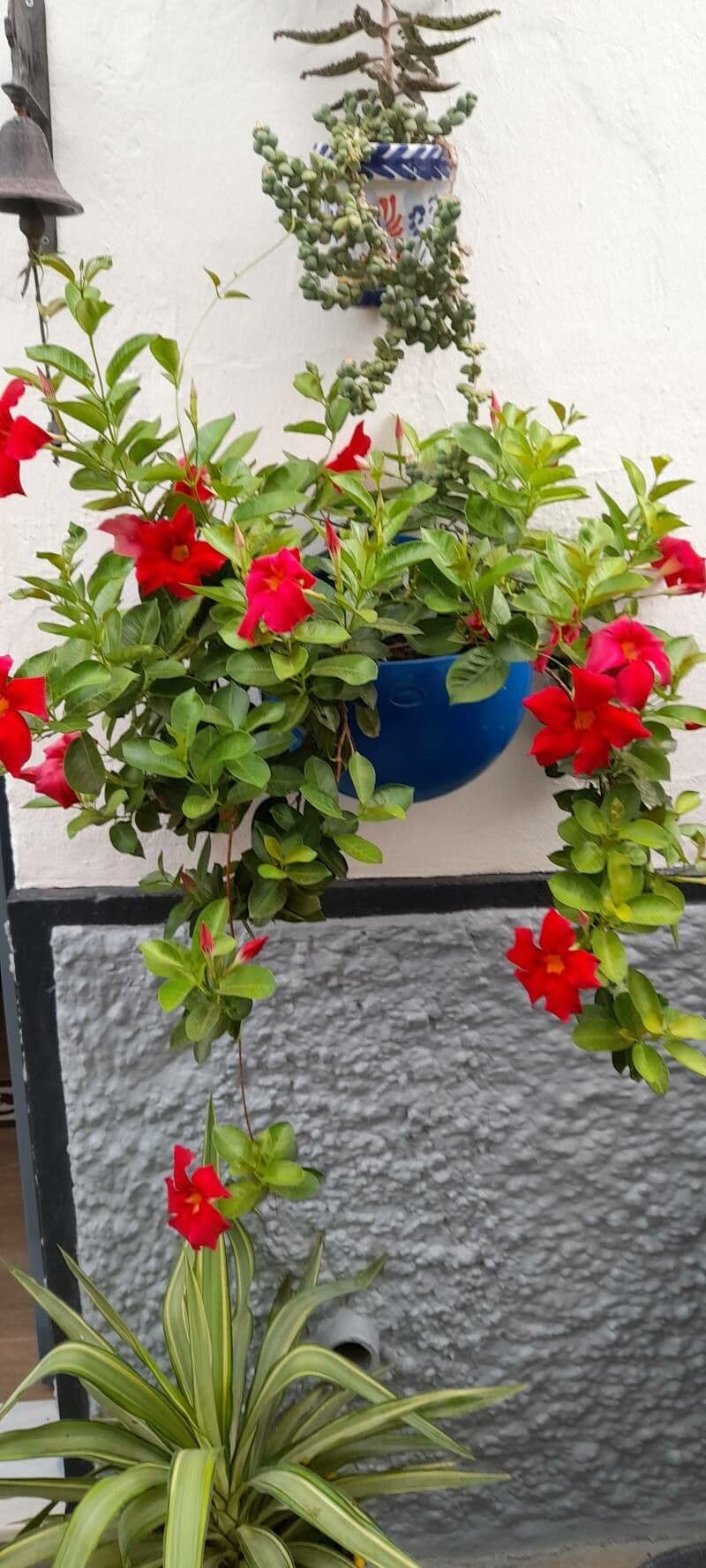 Mandevilla 3