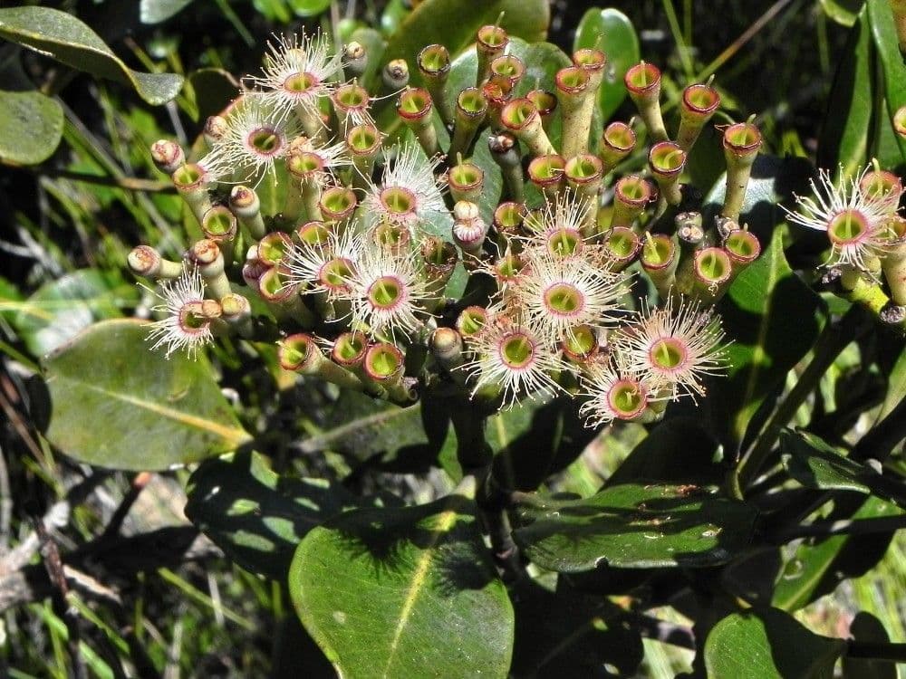 Syzygium 3