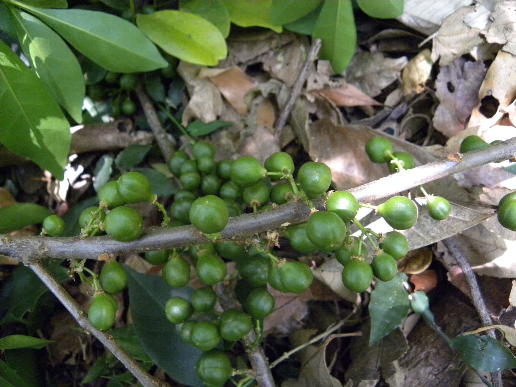 Trichilia havanensis 2
