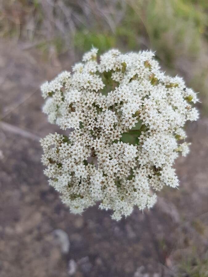 Stevia 5