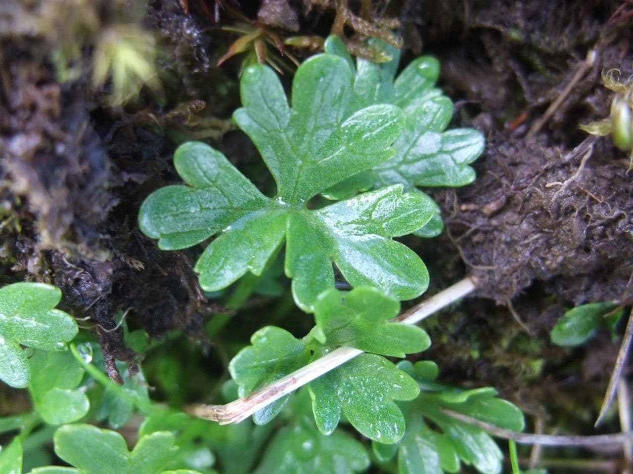 Pryskyřník 15