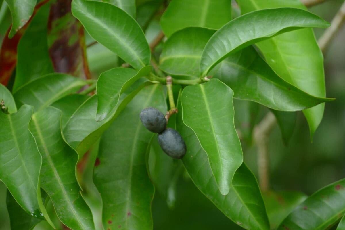 Kopsia