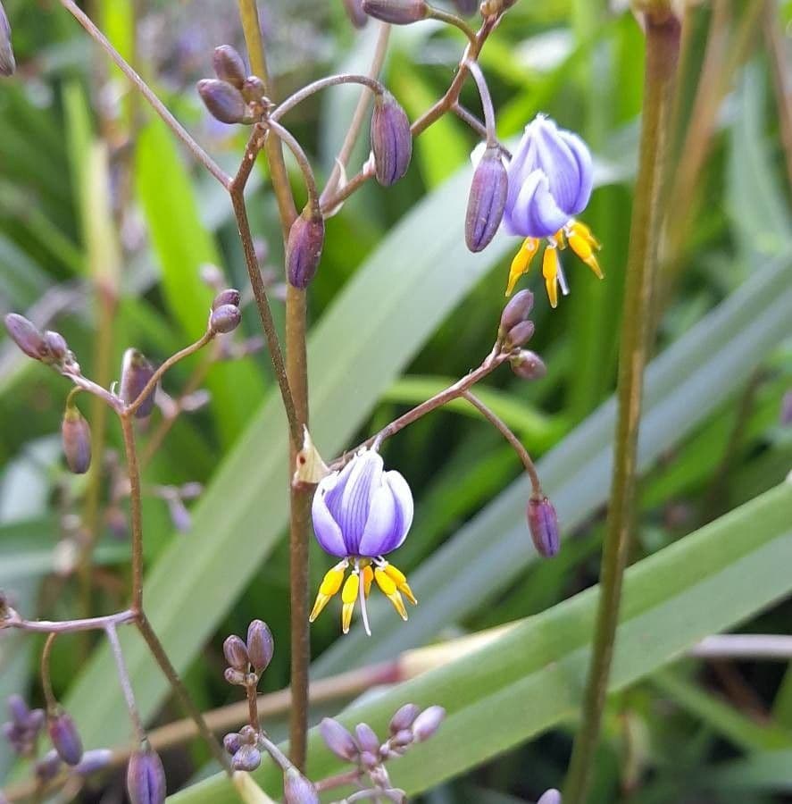 Dianella tasmanská 8