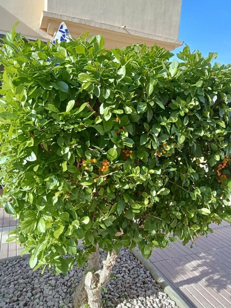 Duranta erecta 28