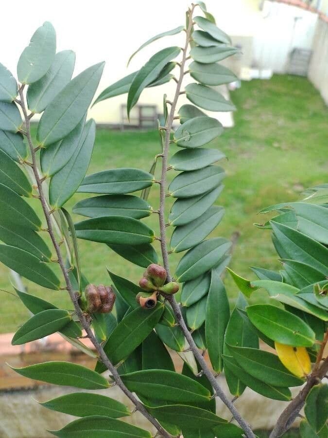 Xylopia 11