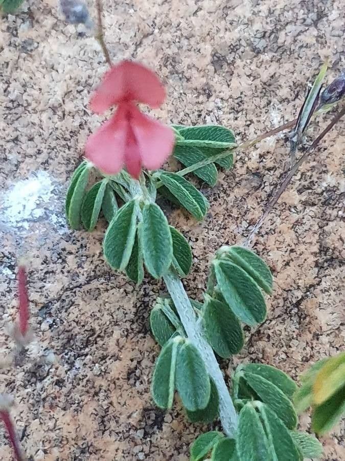 Indigofera 13