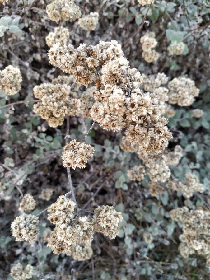 Eriogonum