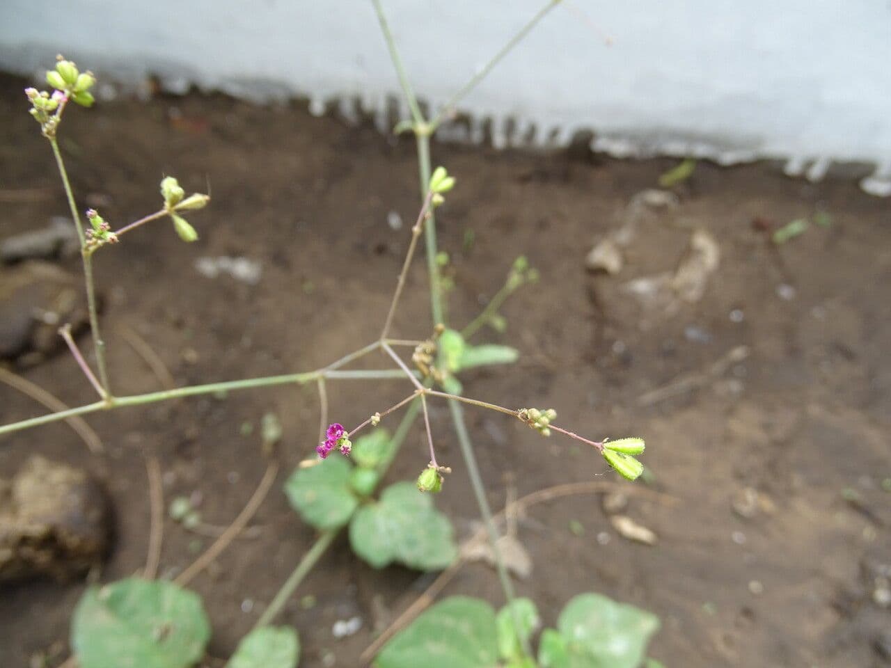Boerhavia diffusa 10