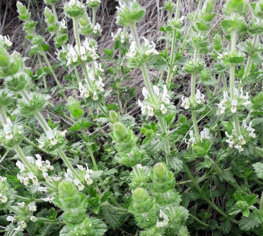 Sideritis hirsuta 9