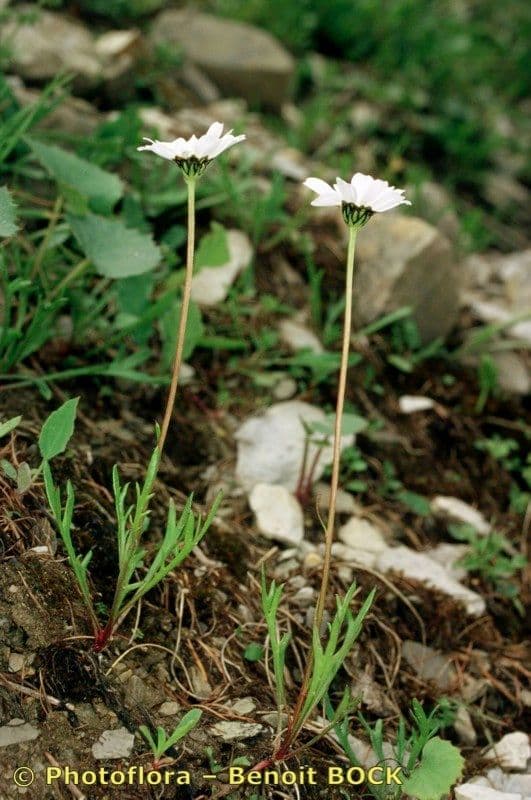 Margherita coronata 9