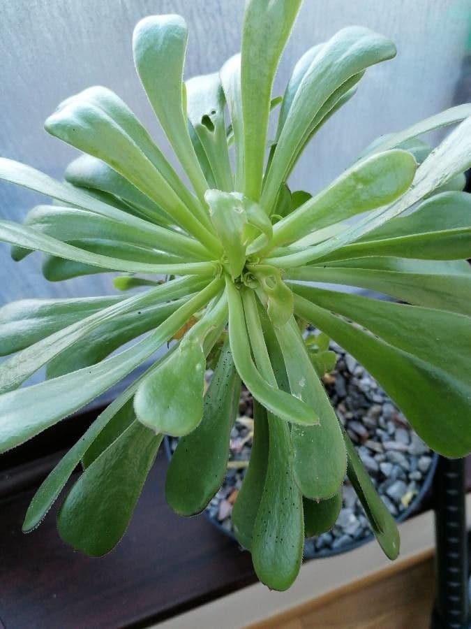 Aeonium ondulato 12