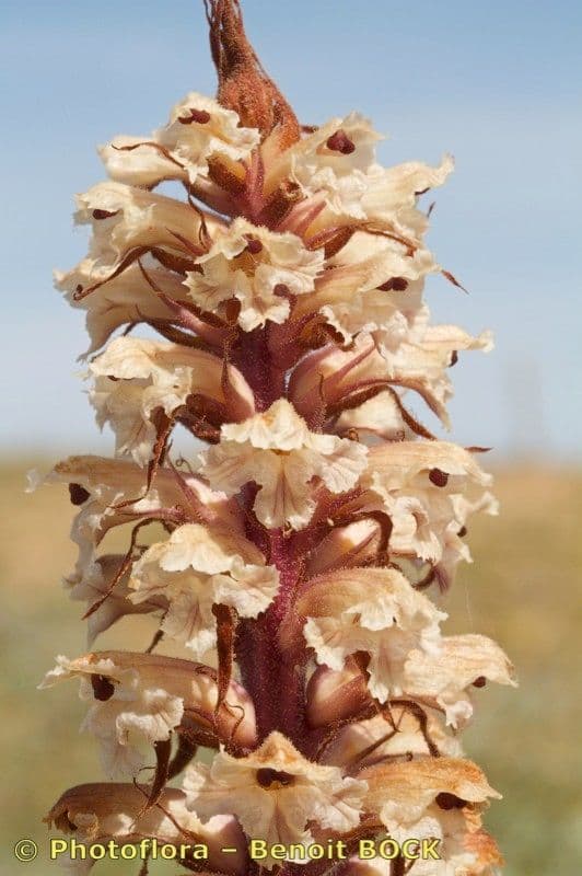 Orobanche amethystea 3