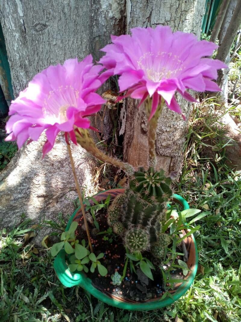 Echinopsis 26