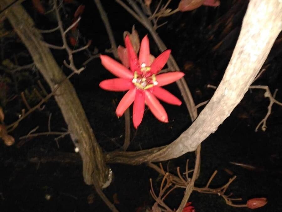 Passiflora