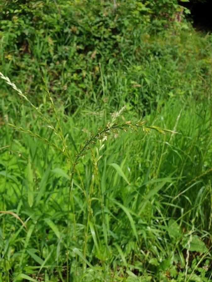 Jílek mnohokvětý 3