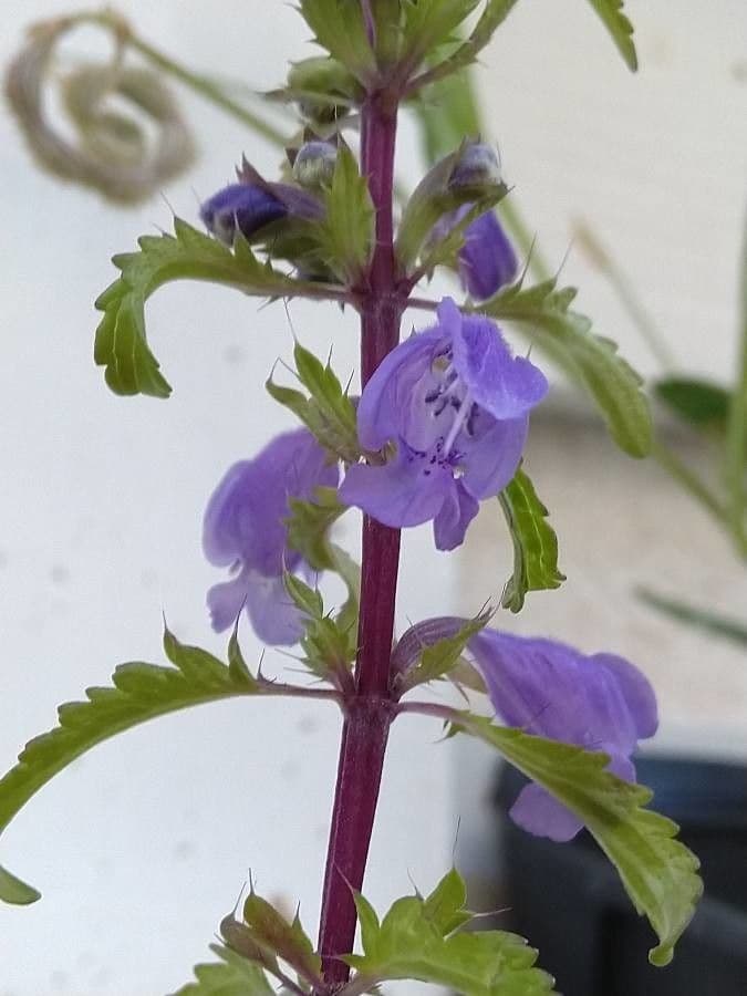 Dracocéphale de Moldavie 9