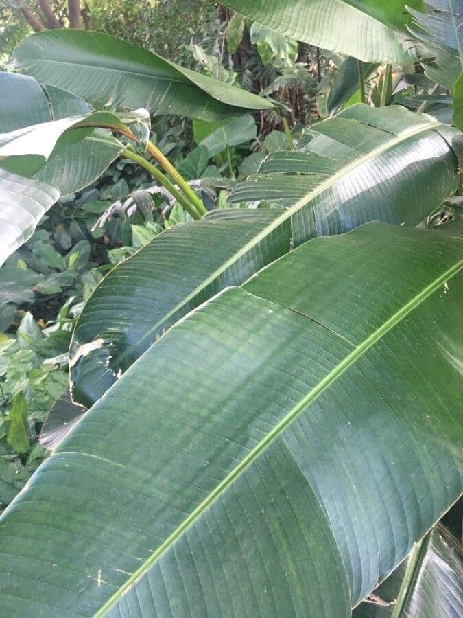Heliconia episcopal 9