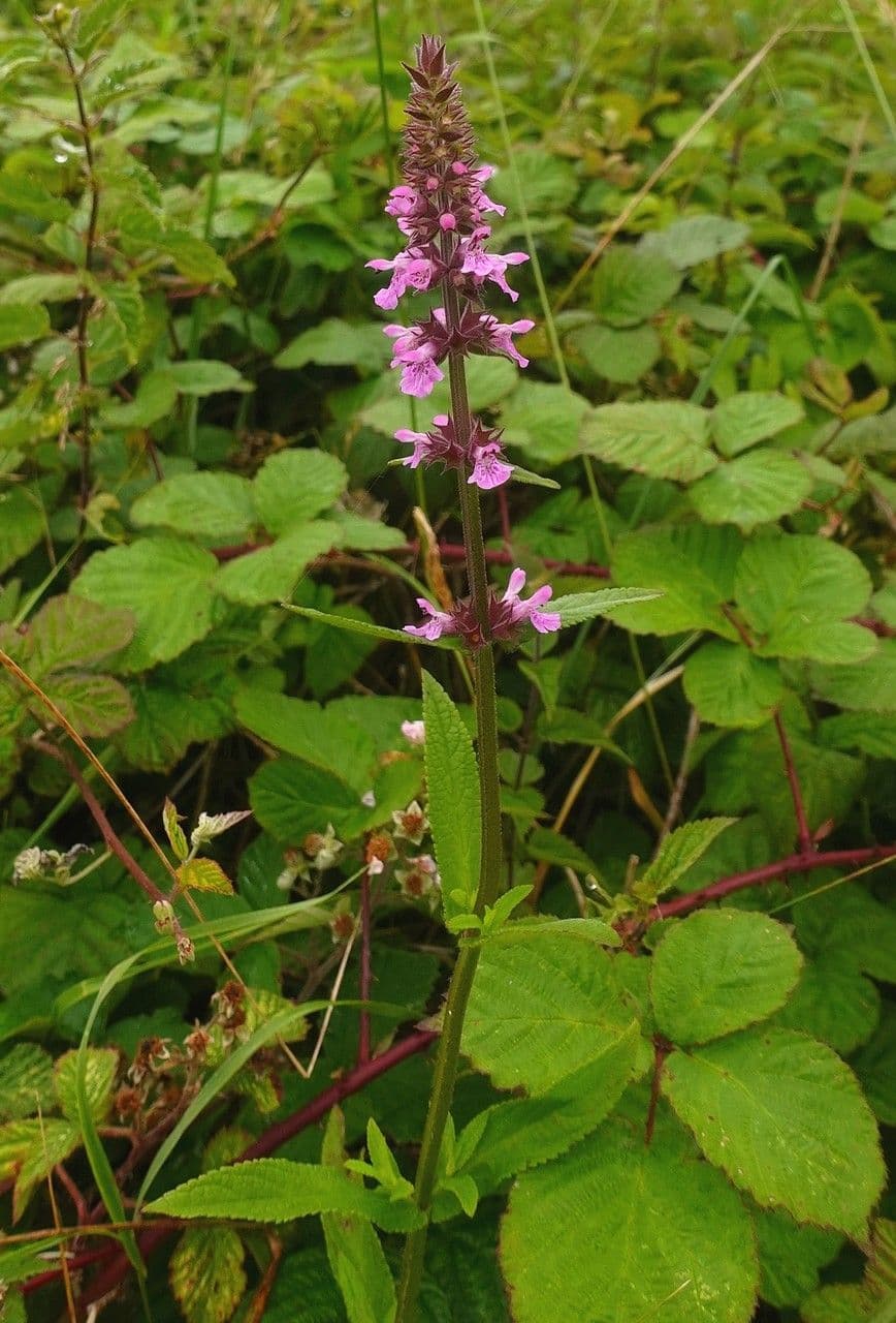 Betonica palustre 14