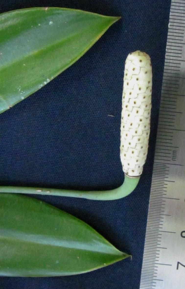 Stenospermation angustifolium 3