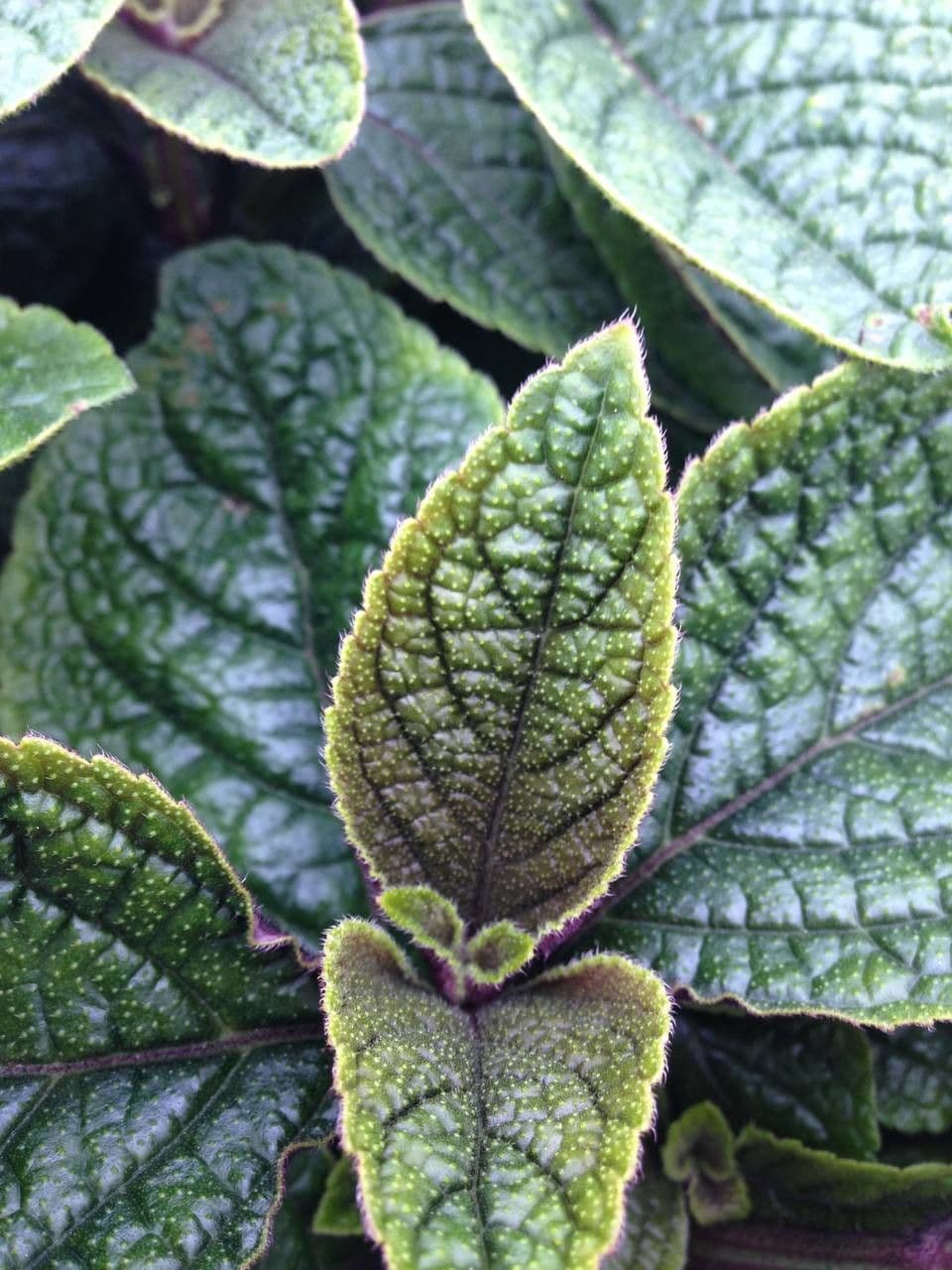 Plectranthus 12