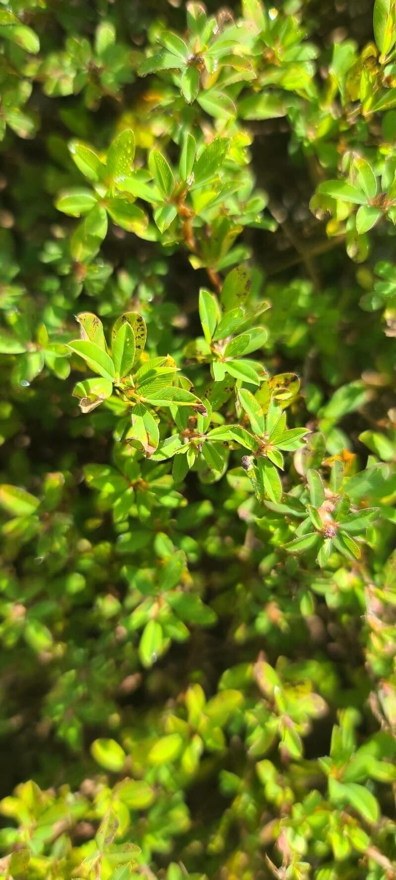 Kummerowia striata 11