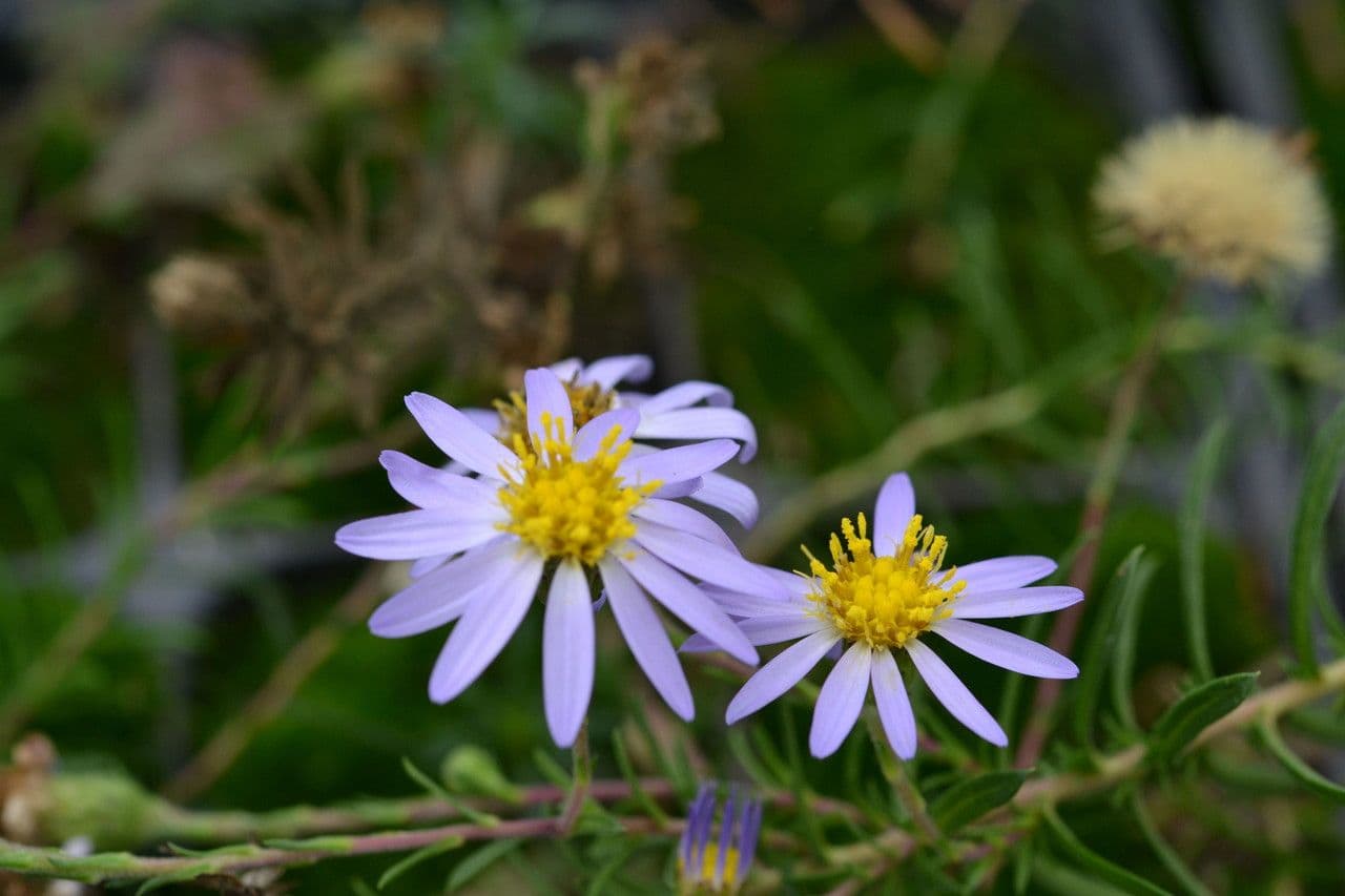 Iontový aster 5