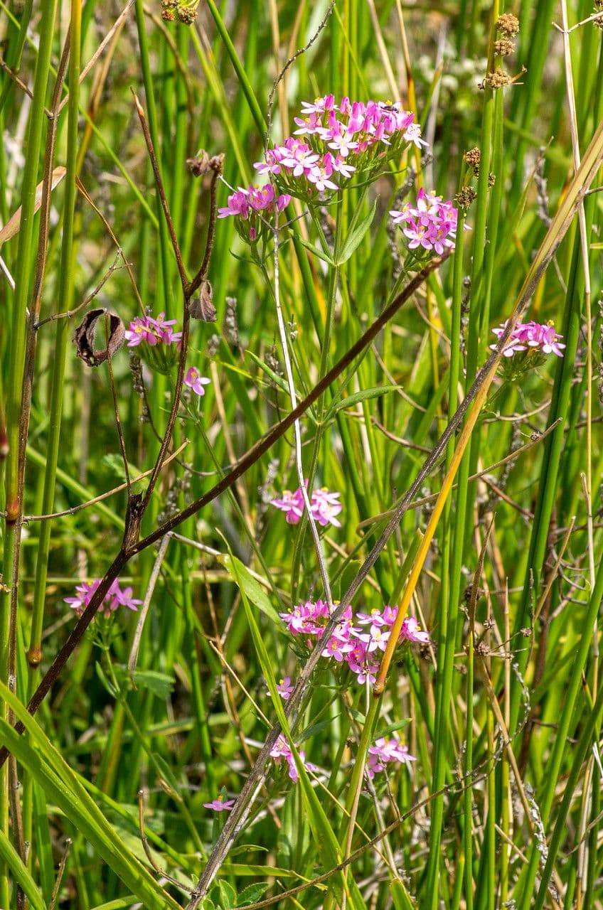 Centaurea minore 28