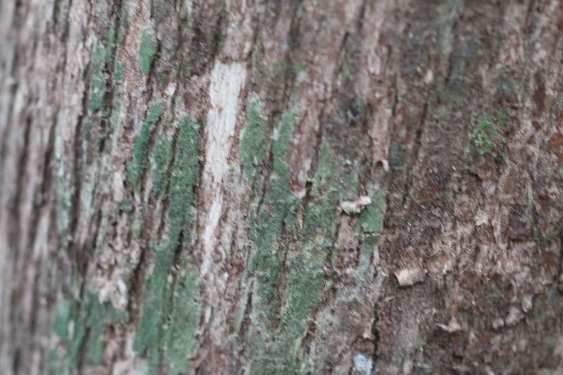 Pouteria frangiata 8