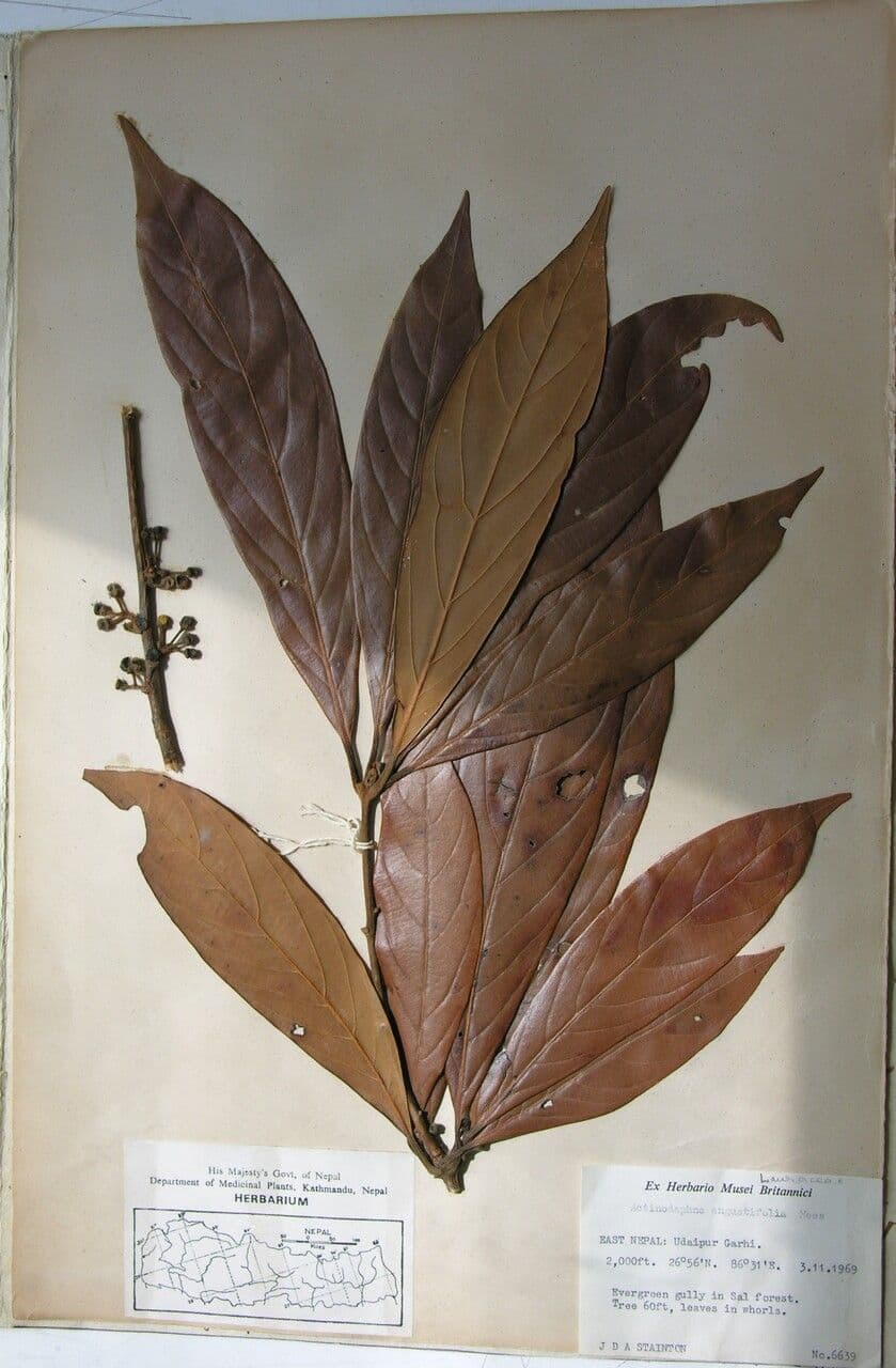 Neolitsea