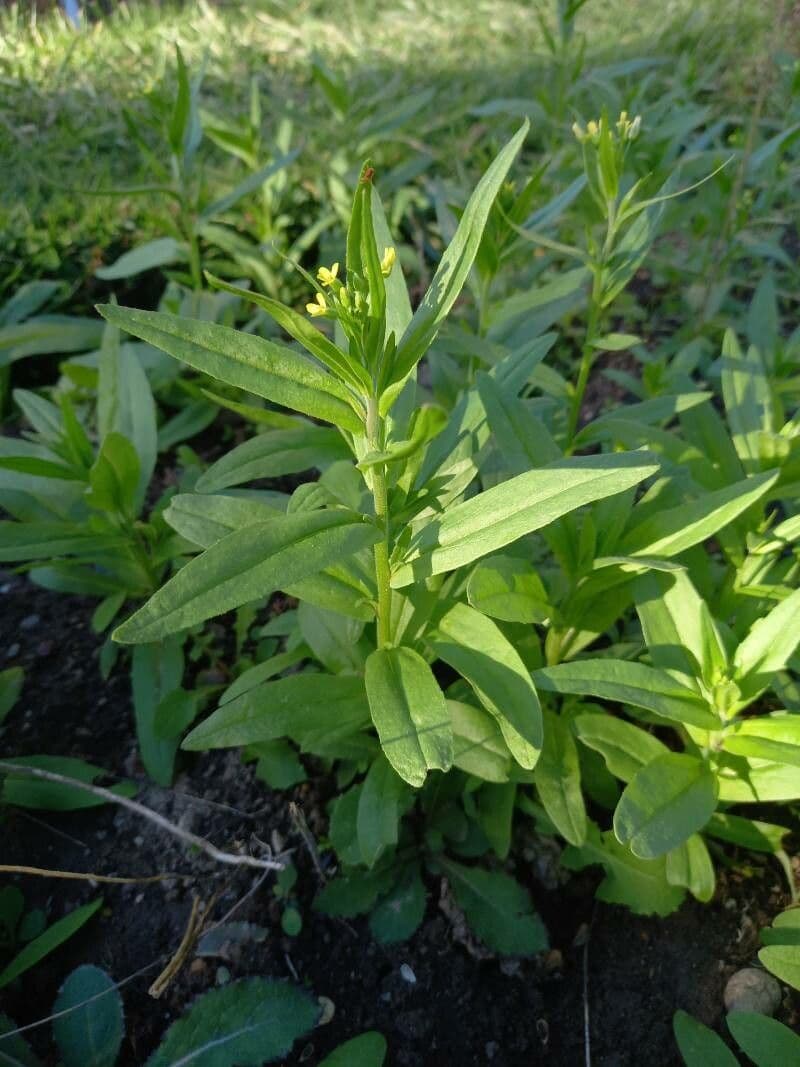 Camelina 15