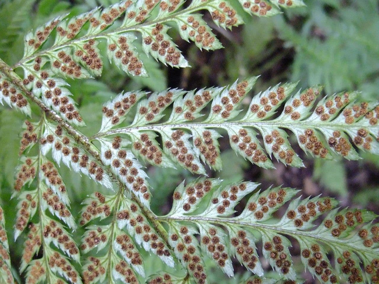 Polystichum 3