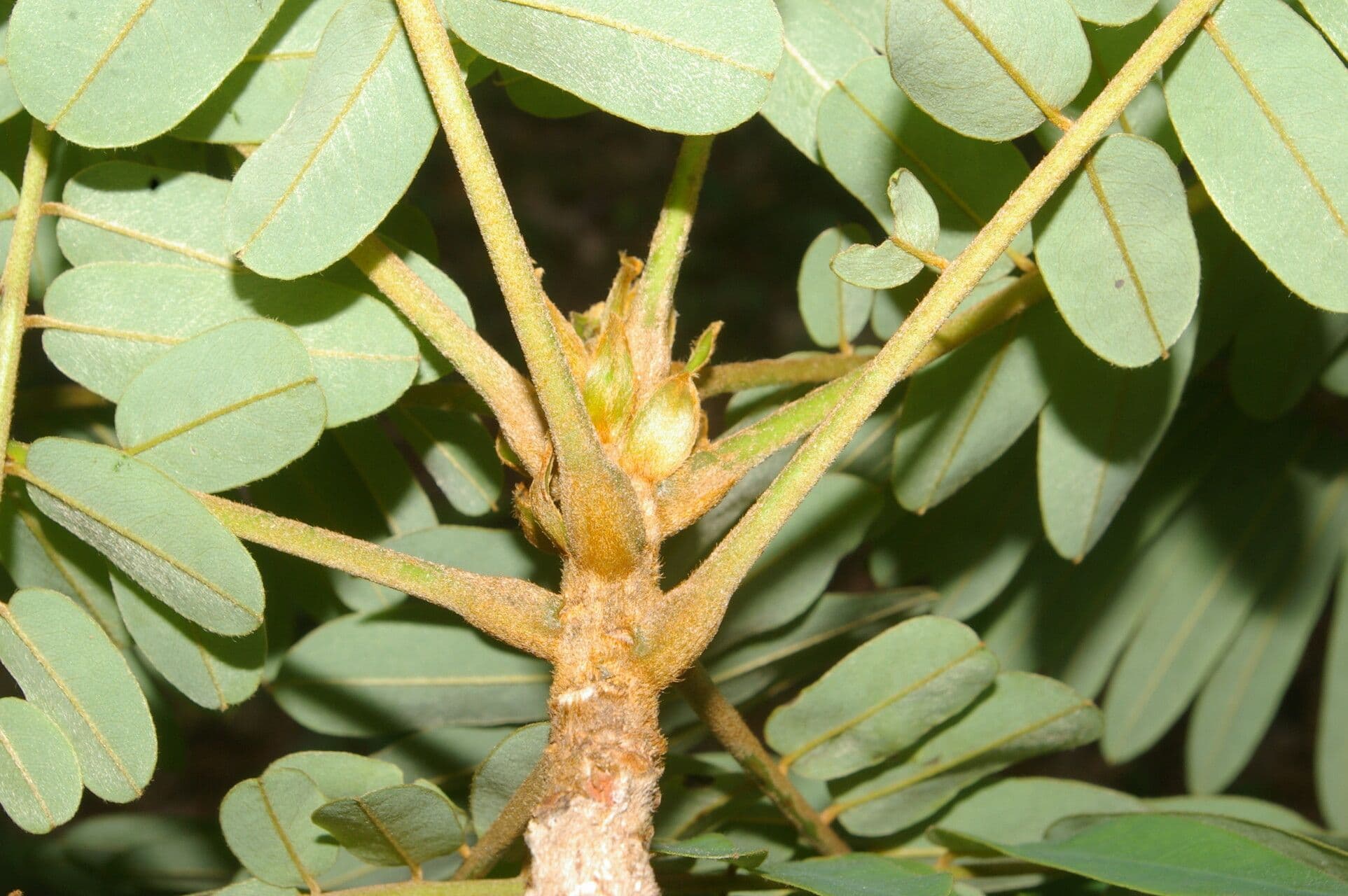 Hymenolobium mesoamericano 3