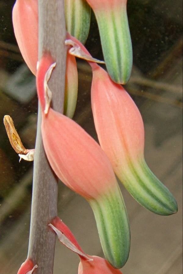 Gasteria 3