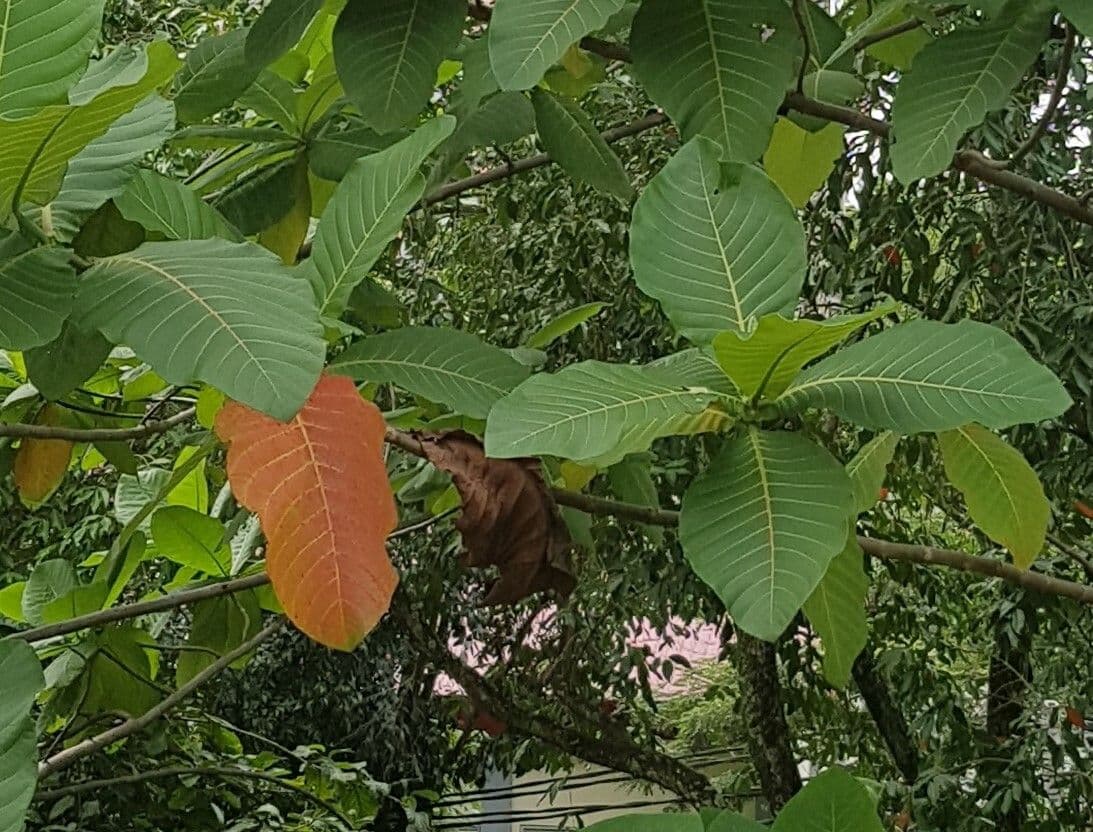 Neolamarckia 3