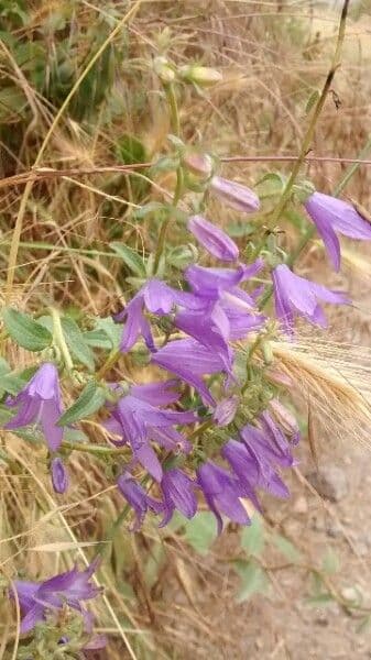 Acker-Glockenblume 7