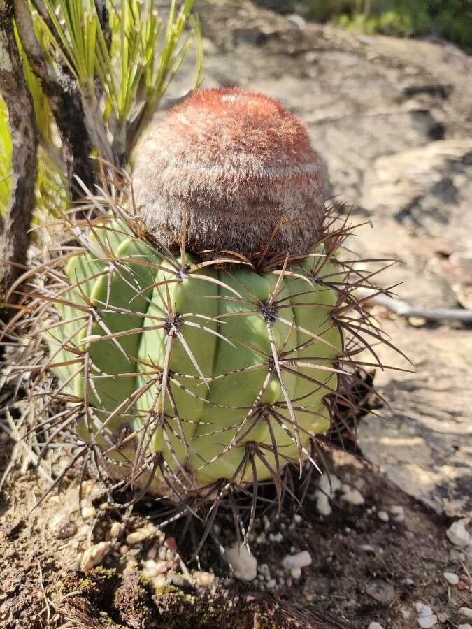 Melocactus 7