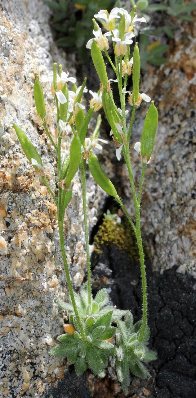 Draba tomentosa 5