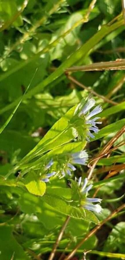 Limonium lobatum