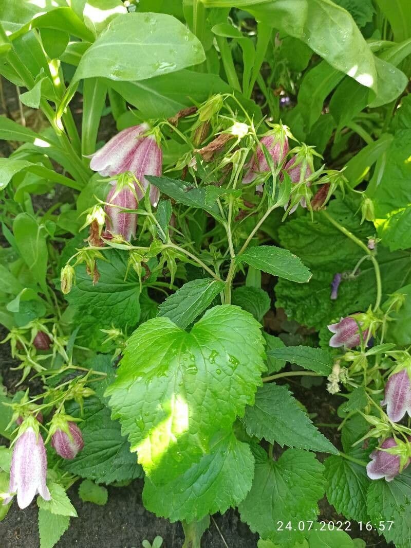 Campanula puntata 9