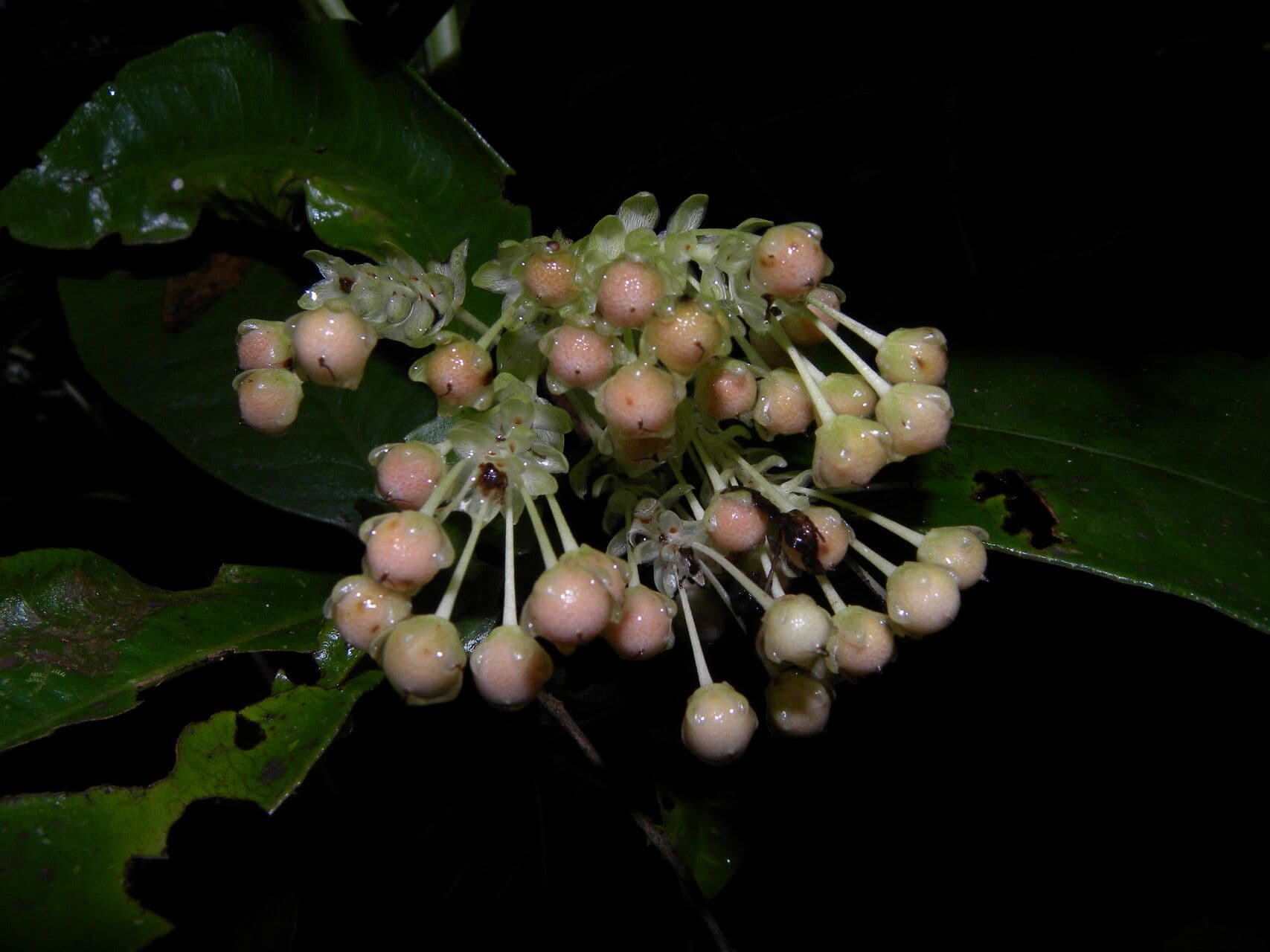 Ardisia 3