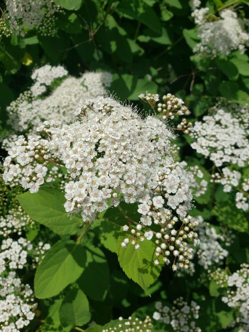 Spiraea media 4
