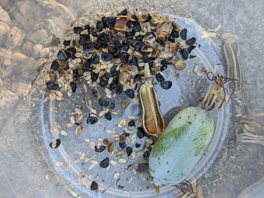Agave lechuguilla 2