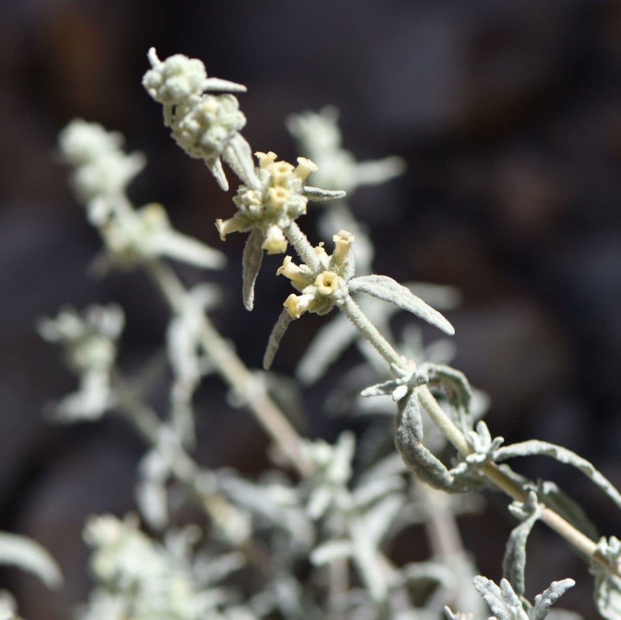 Buddleja 3